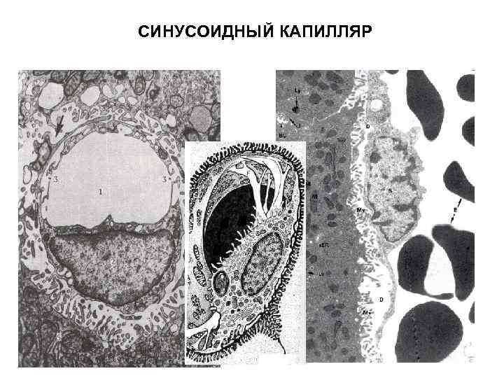 Строение стенки синусоидных капилляров печени