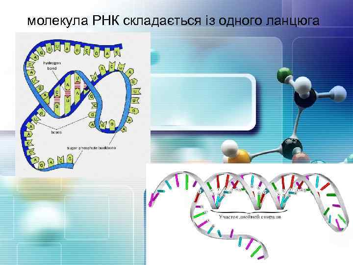 молекула РНК складається із одного ланцюга 