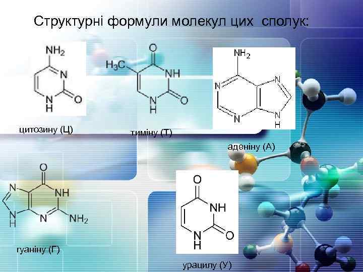 Структурні формули молекул цих сполук: цитозину (Ц) тиміну (Т) аденіну (А) гуаніну (Г) урацилу