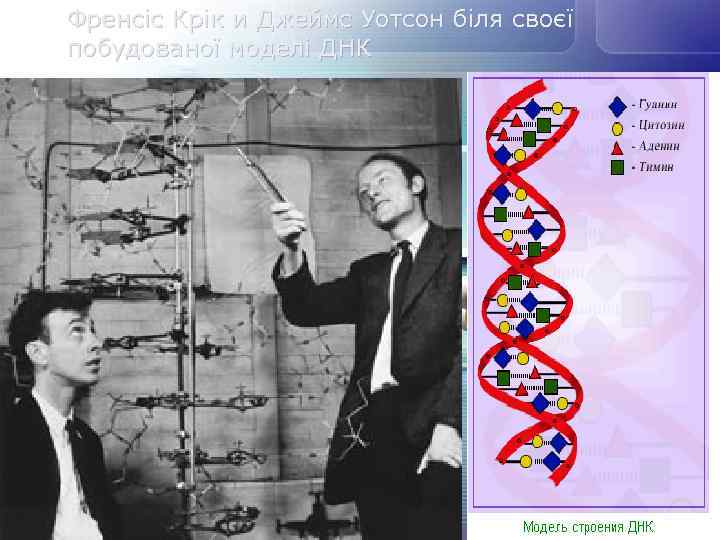 Френсіс Крік и Джеймс Уотсон біля своєї побудованої моделі ДНК 