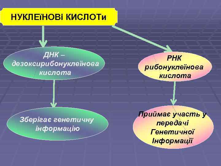 НУКЛЕїНОВі КИСЛОТи ДНК – дезоксирибонуклеїнова кислота РНК рибонуклеїнова кислота Зберігає генетичну інформацію Приймає участь