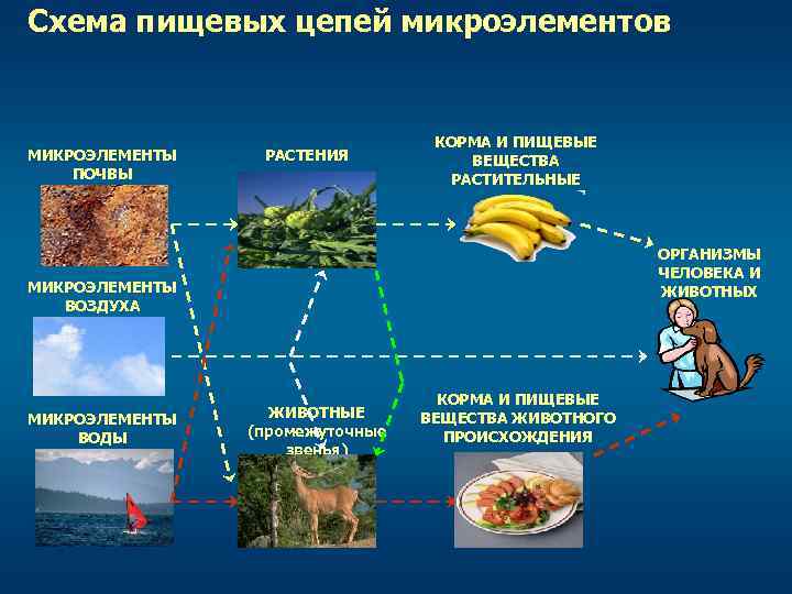 Составьте схемы пищевых цепей начинающихся с картофеля яблони