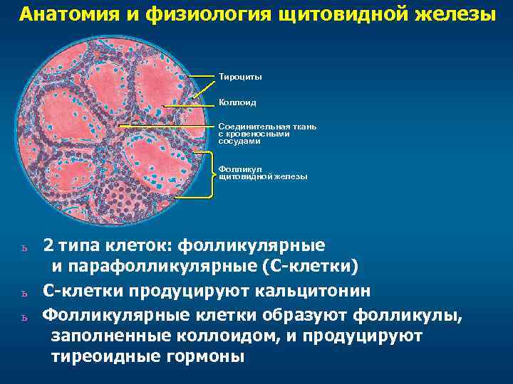 Анатомия и физиология щитовидной железы Тироциты Коллоид Соединительная ткань с кровеносными сосудами Фолликул щитовидной
