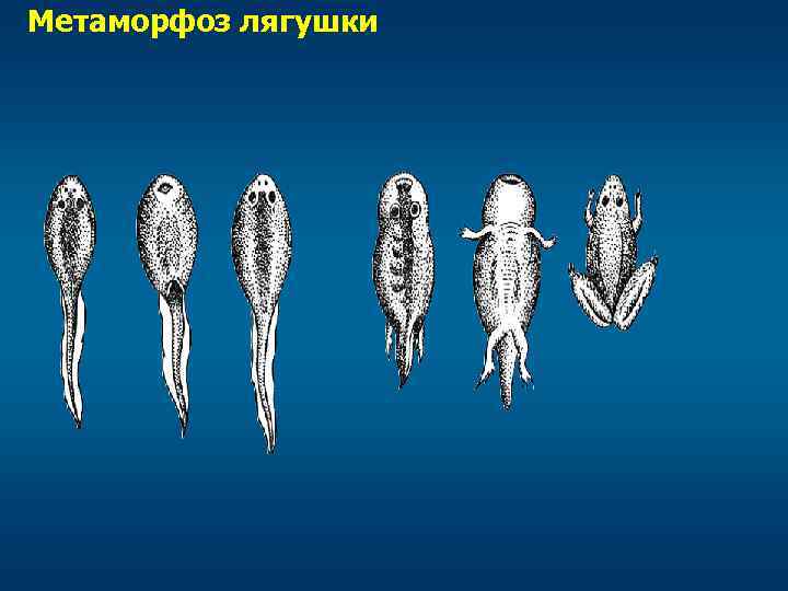 Метаморфоз лягушки 
