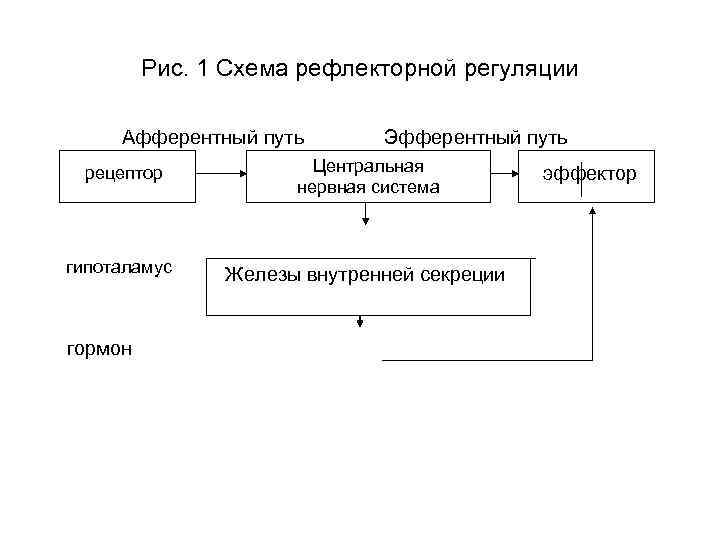 Рис. 1 Схема рефлекторной регуляции Афферентный путь Эфферентный путь рецептор Центральная нервная система гипоталамус