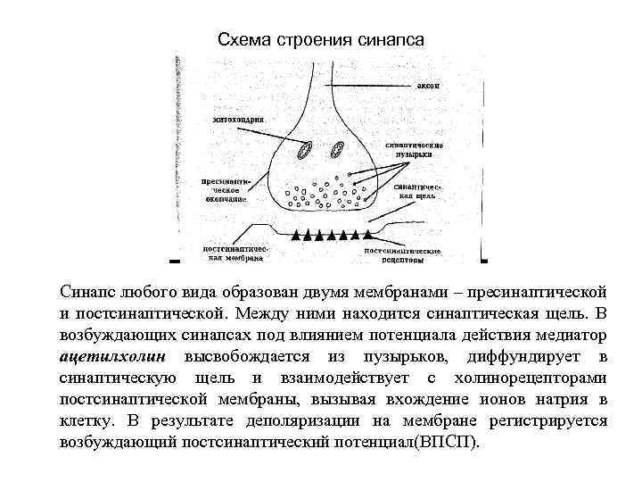Схема строения синапса Синапс любого вида образован двумя мембранами – пресинаптической и постсинаптической. Между