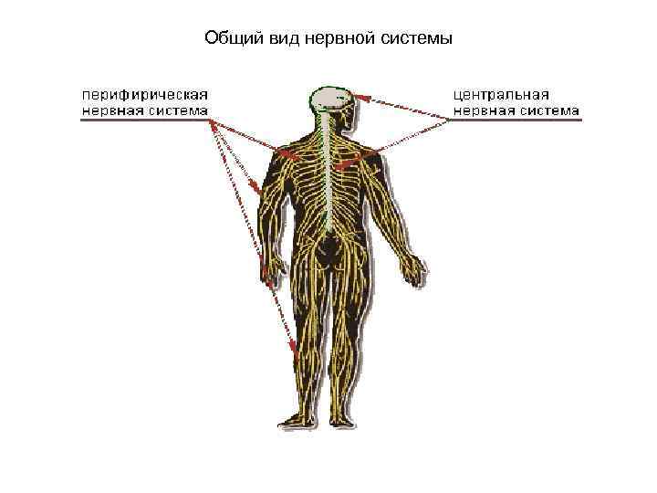 Общий вид нервной системы 
