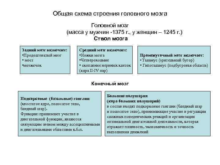 Общая схема строения головного мозга Головной мозг (масса у мужчин -1375 г. , у