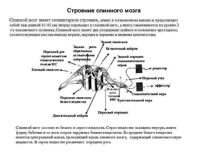 Строение спинного мозга Спинной мозг имеет сегментарное строение, лежит в позвоночном канале и представляет