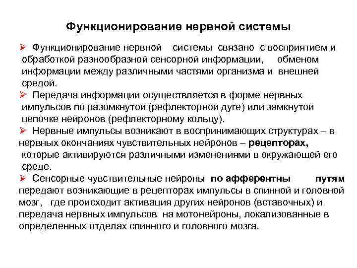 Особенности функционирования кожной сенсорной системы у детей. Особенности функционирования нервной системы. Принципы функционирования нервной системы.