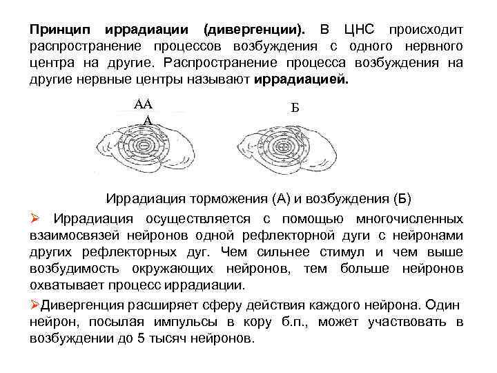 Принцип иррадиации (дивергенции). В ЦНС происходит распространение процессов возбуждения с одного нервного центра на