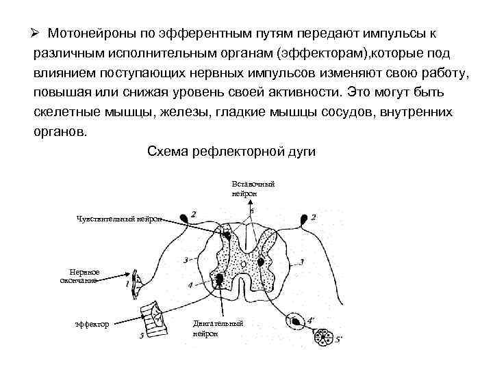 Схема передачи нервного импульса от нервной клетки к исполнительному органу