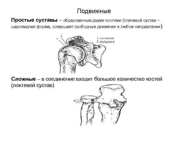 Подвижные Простые суставы – образованные двумя костями (плечевой сустав – шаровидная форма, совершает свободные