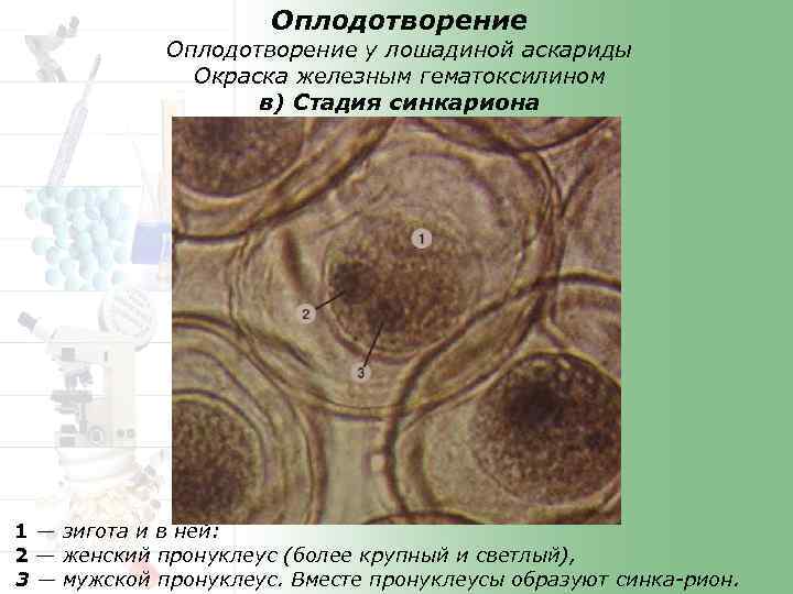Оплодотворение у лошадиной аскариды Окраска железным гематоксилином в) Стадия синкариона 1 — зигота и