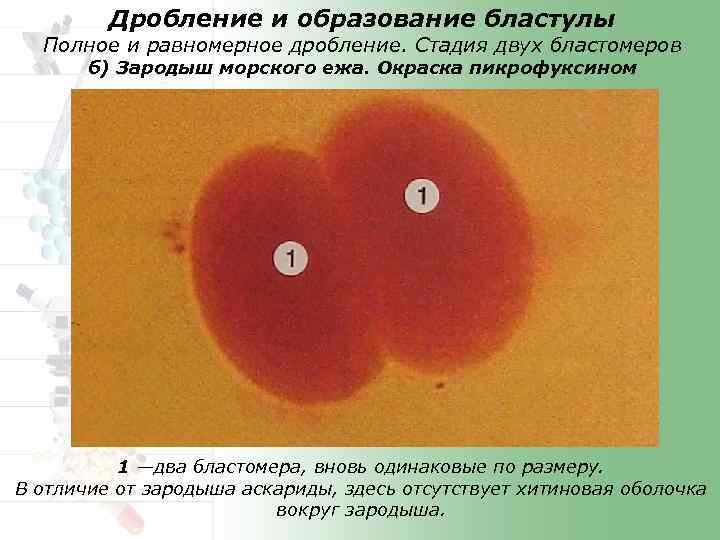 Дробление это образование. Дробление зародыша морского ежа препарат. Полное равномерное дробление. Дробление и образование бластулы. Стадия 2 бластомеров.