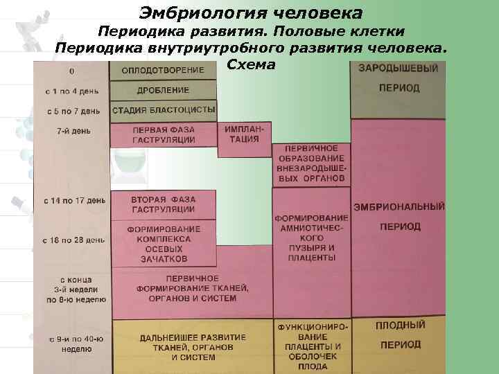 Эмбриология человека Периодика развития. Половые клетки Периодика внутриутробного развития человека. Схема 