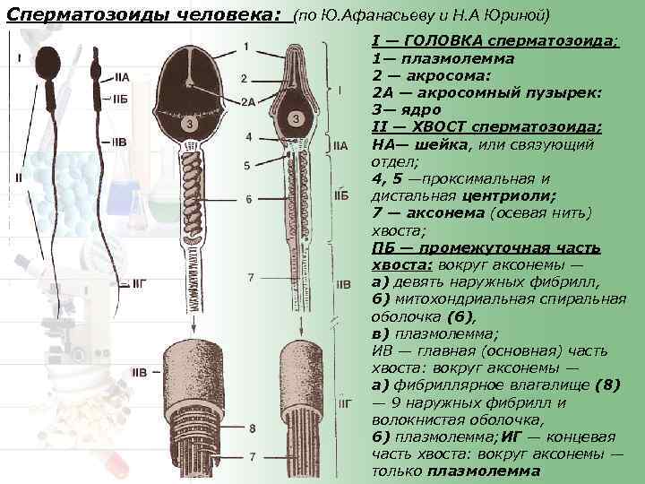 Сперматозоиды человека: (по Ю. Афанасьеву и Н. А Юриной) I — ГОЛОВКА сперматозоида; 1—