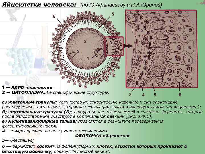 Оплодотворение и дробление яйцеклетки