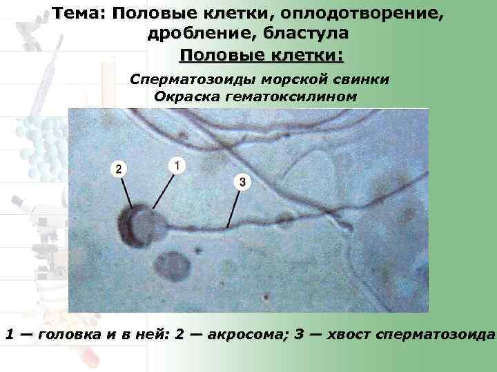 Органы размножения половые клетки оплодотворение