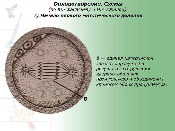 Оплодотворение. Схемы (по Ю. Афанасьеву и Н. А Юриной) г) Начало первого митотического деления