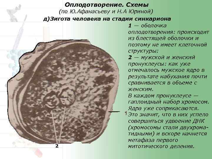 Оплодотворение. Схемы (по Ю. Афанасьеву и Н. А Юриной) д)Зигота человека на стадии синкариона