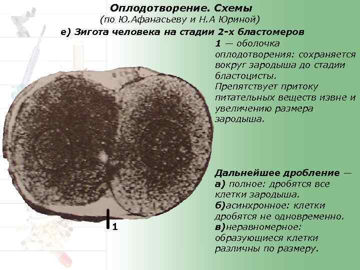 Оплодотворение. Схемы (по Ю. Афанасьеву и Н. А Юриной) е) Зигота человека на стадии
