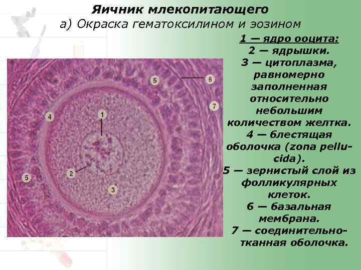 Яичник у млекопитающих