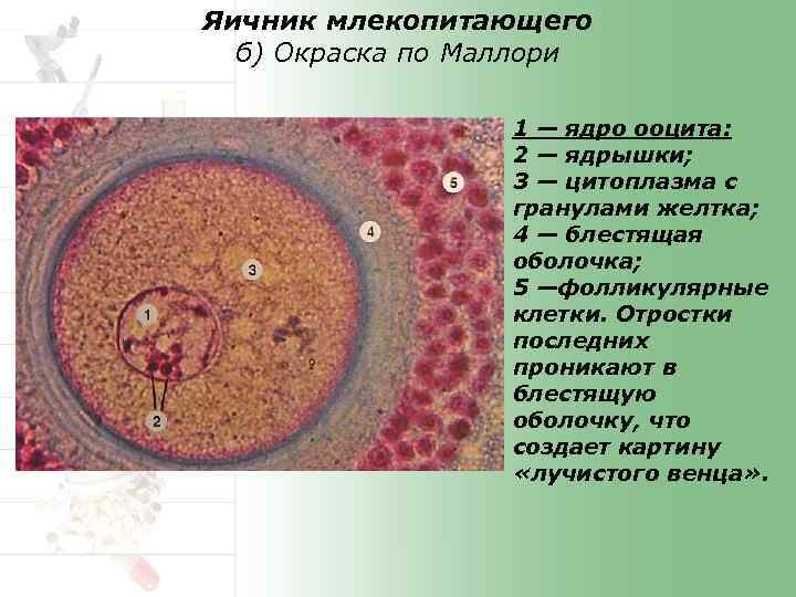 Яичник у млекопитающих