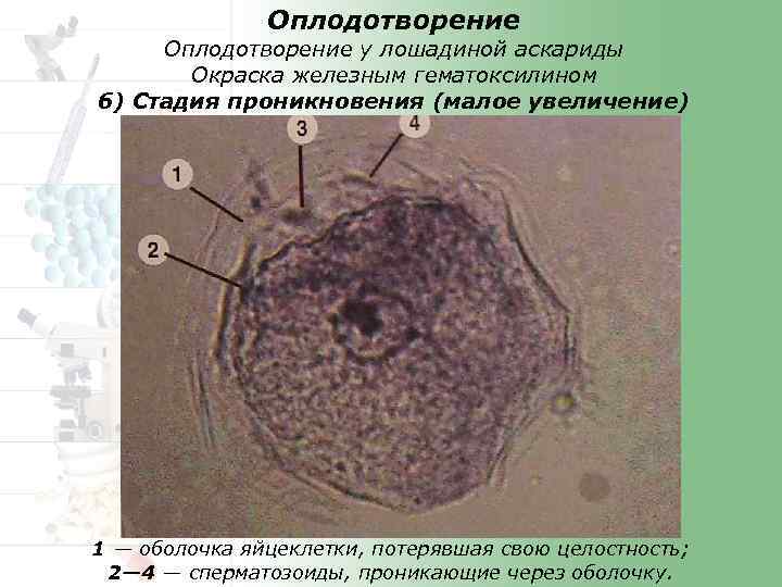 Оплодотворение и дробление яйцеклетки