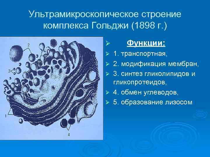 Схема ультрамикроскопического строения фибробласта и образования волокнистого компонента