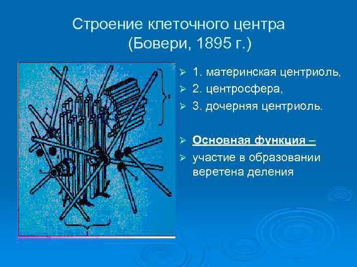 Центр клетки 4. Строение клеточного центра центросфера. Центросфера строение и функции. Строение клеточного центра в клетке центросфера. Центриоли Бовери.