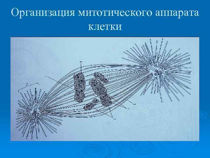 Организация митотического аппарата клетки 