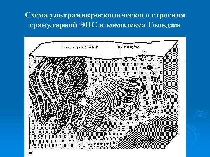 Схема ультрамикроскопического строения фибробласта и образования волокнистого компонента