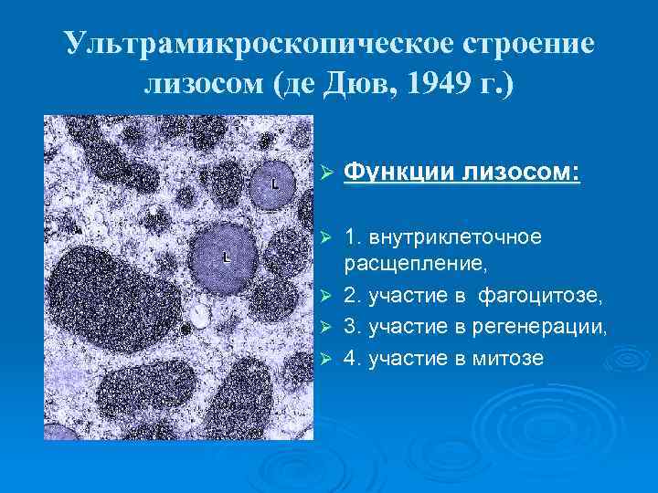 1 схема ультрамикроскопического строения основной обонятельной области