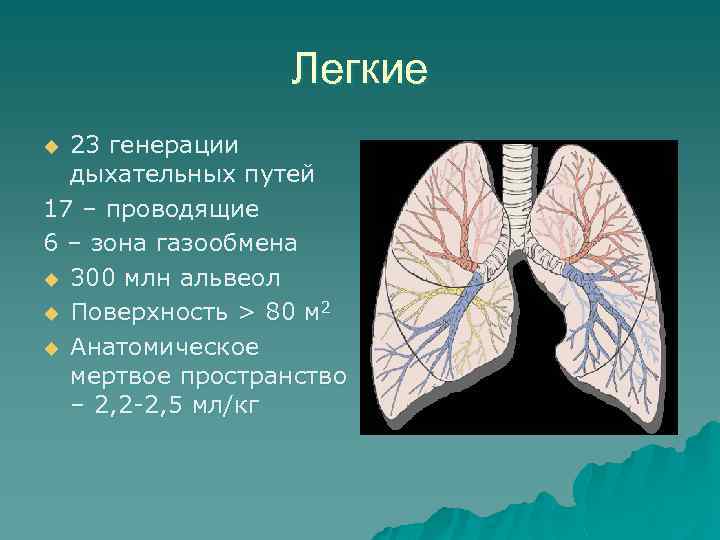 Легкие 23 генерации дыхательных путей 17 – проводящие 6 – зона газообмена u 300