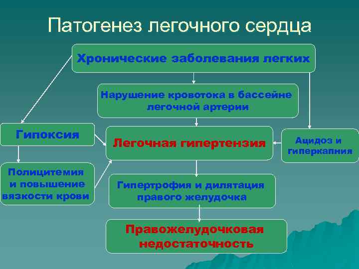 Патогенез легочного сердца Хронические заболевания легких Нарушение кровотока в бассейне легочной артерии Гипоксия Полицитемия