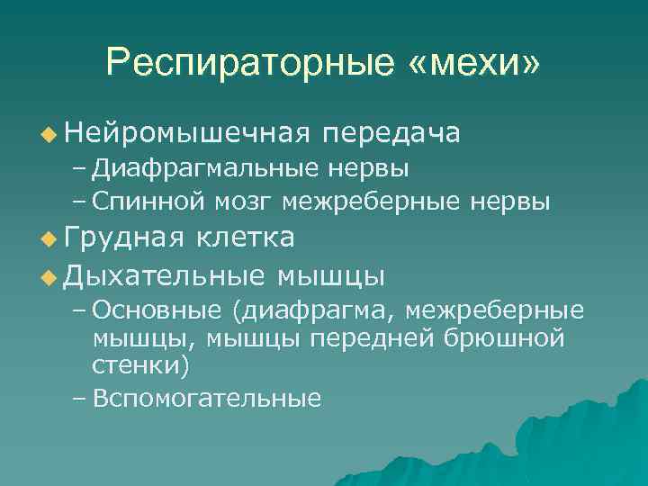Респираторные «мехи» u Нейромышечная передача – Диафрагмальные нервы – Спинной мозг межреберные нервы u