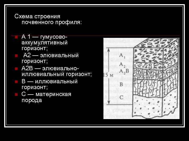 Схема строения почвенного профиля: n n n A 1 — гумусовоаккумулятивный горизонт; А 2