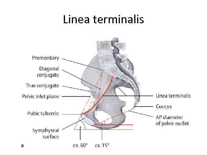 Linea terminalis 