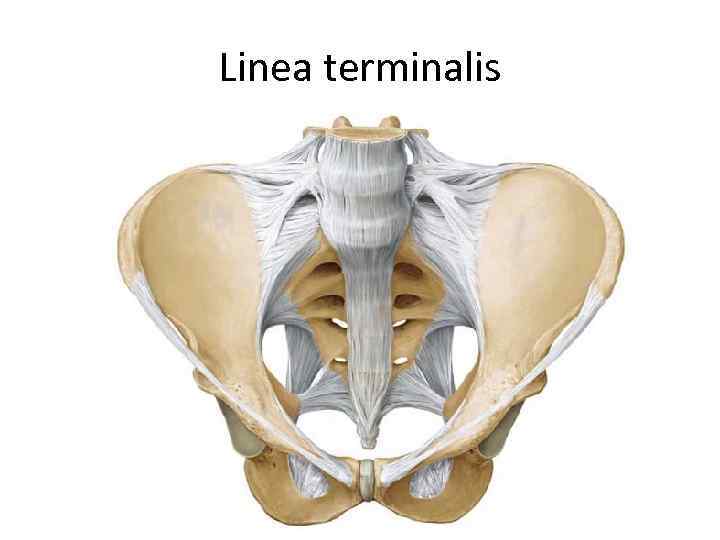 Linea terminalis 