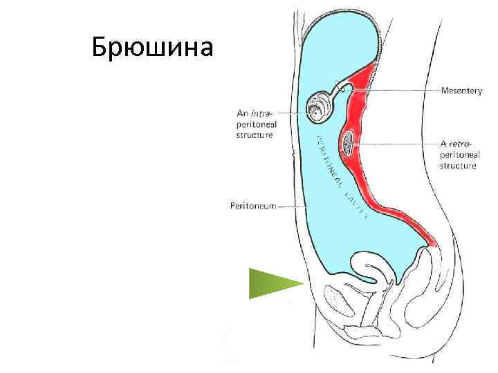 Тазовая диафрагма у женщин где находится фото