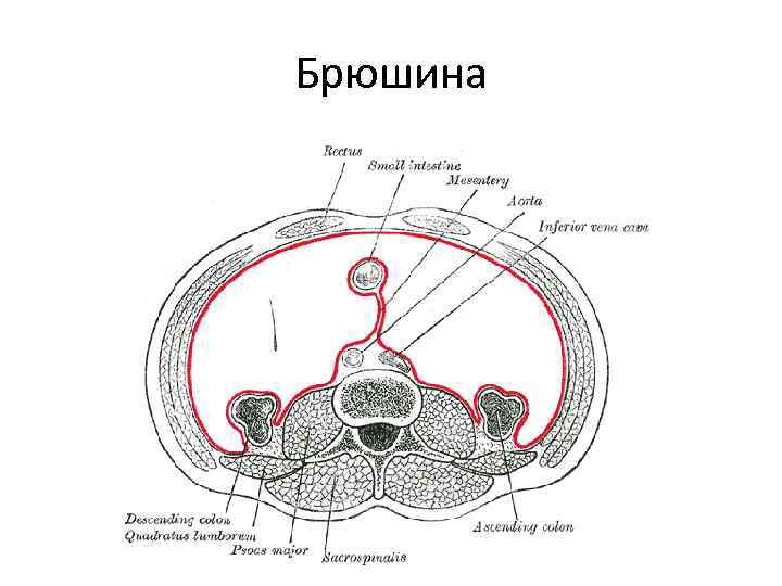 Тазовая диафрагма у женщин где находится фото