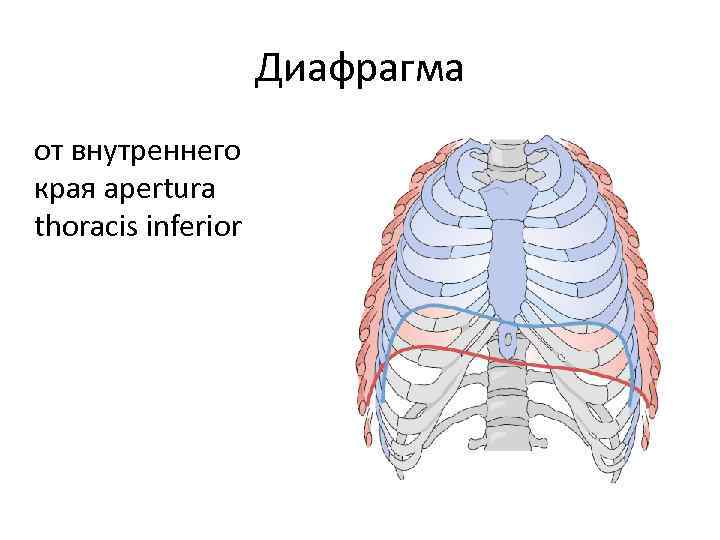 Диафрагма рисунок анатомия