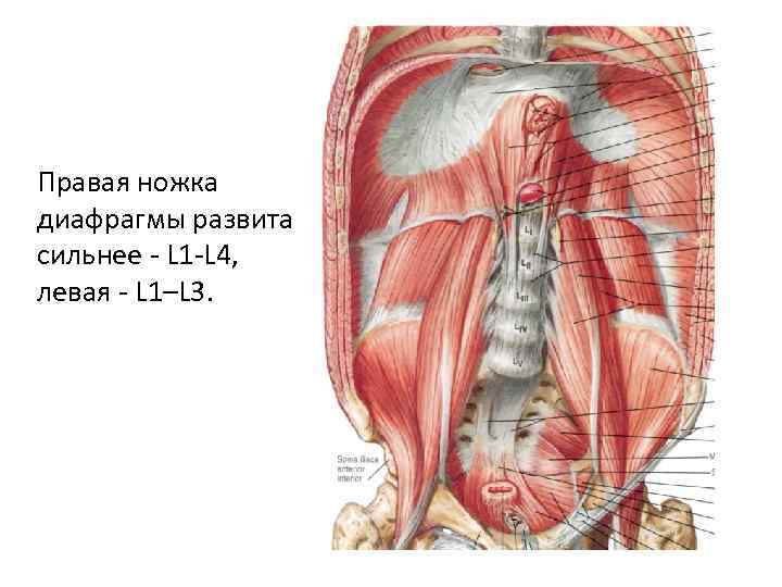 Правая ножка диафрагмы развита сильнее - L 1 -L 4, левая - L 1–L