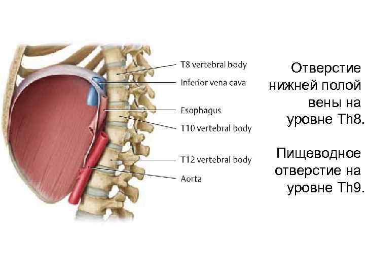 Отверстие нижней полой вены на уровне Th 8. Пищеводное отверстие на уровне Th 9.