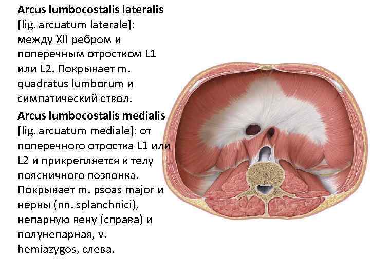 Arcus lumbocostalis lateralis [lig. arcuatum laterale]: между XII ребром и поперечным отростком L 1