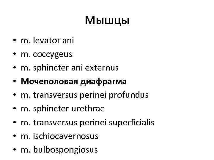 Мышцы • • • m. levator ani m. coccygeus m. sphincter ani externus Мочеполовая