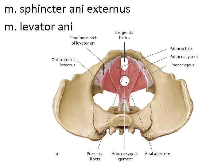 m. sphincter ani externus m. levator ani 