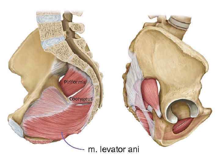 Piriformis Coccygeus m. levator ani 