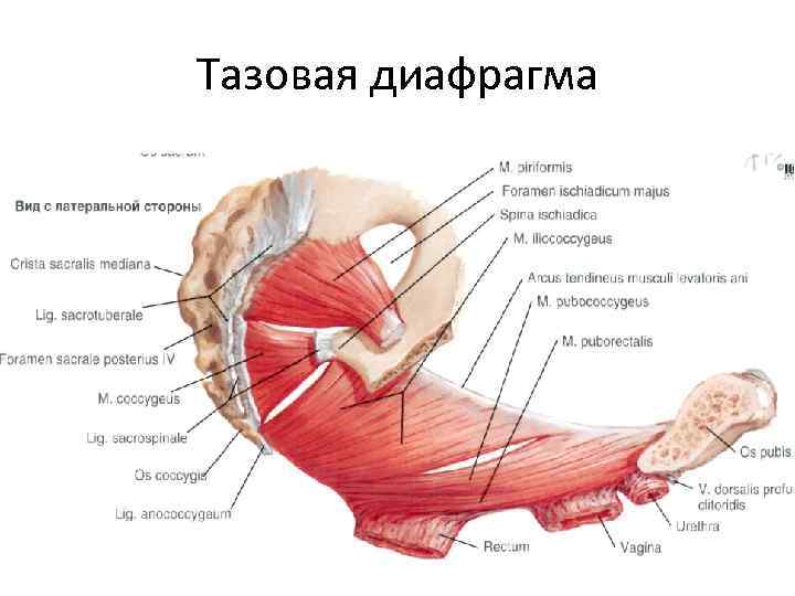 Тазовая диафрагма 